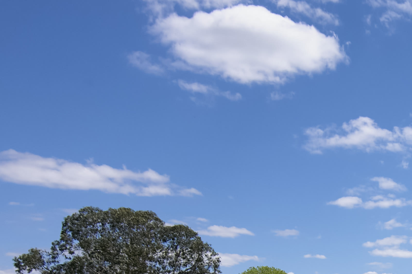 Capture One's render of the top of the street photo: blue sky, white clouds and a treetop.