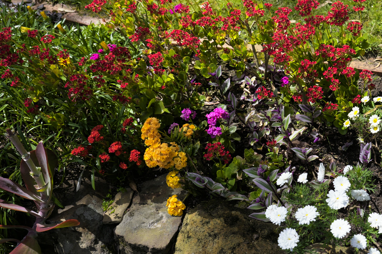 Part of a flower bed in full sun through round 7's LUT: red and magenta flowers, yellow clusters and white daisies among rocks.